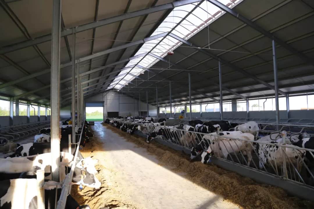 Ile kosztuje wybudowanie obory? Sprawdź, co wpływa na ceny budowy