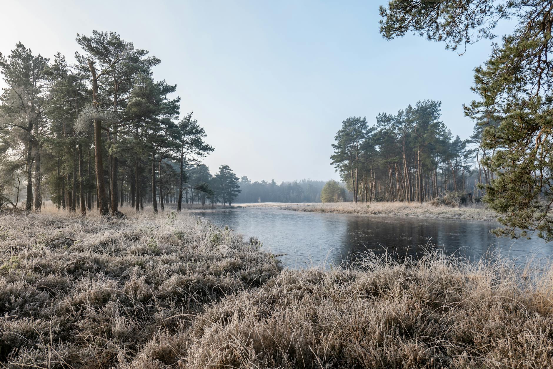 Zimowy, zmrożony krajobraz rezerwatu Dwingelderveld o świcie