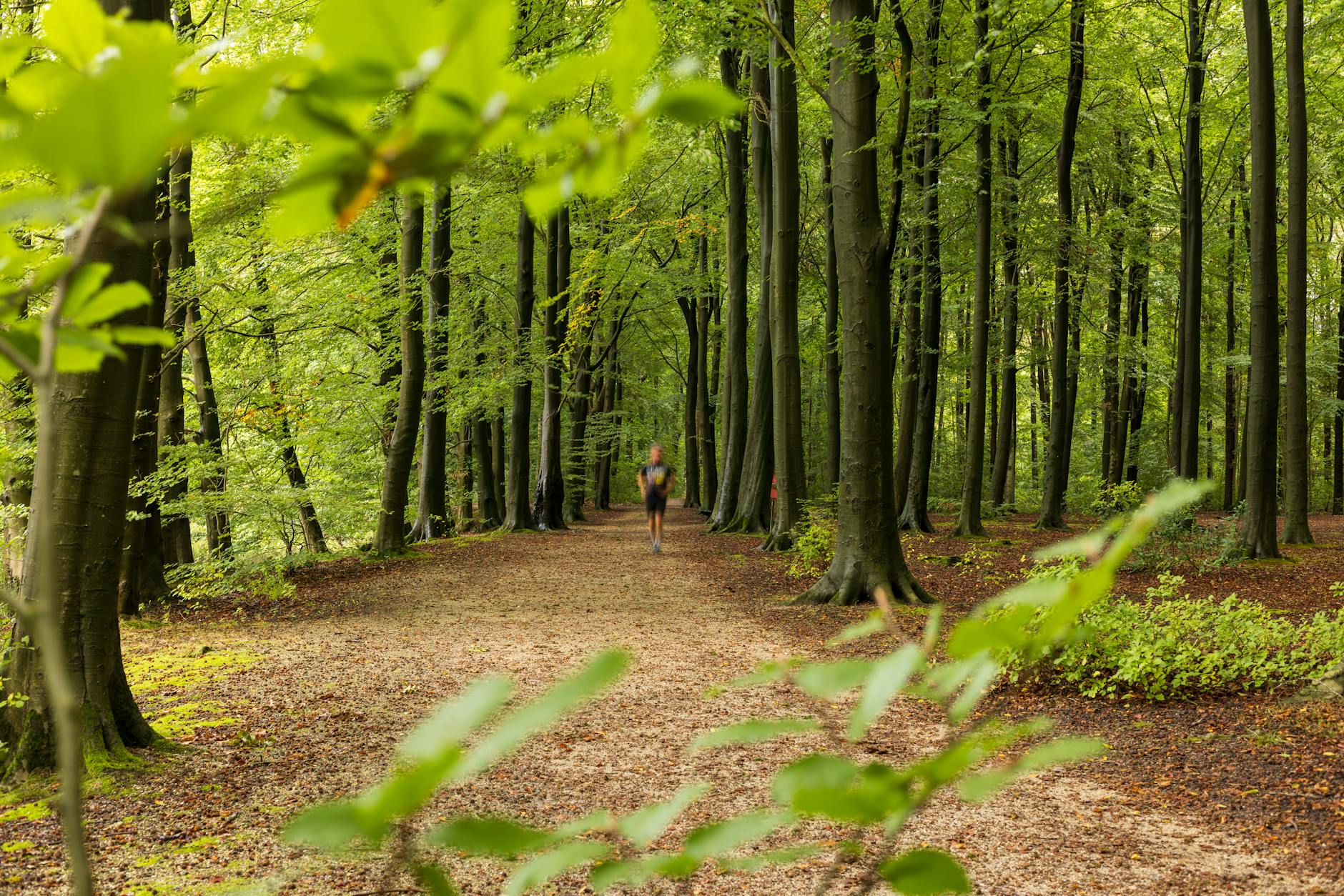 Biegacz na leśnej ścieżce zdrowia wśród zielonych drzew