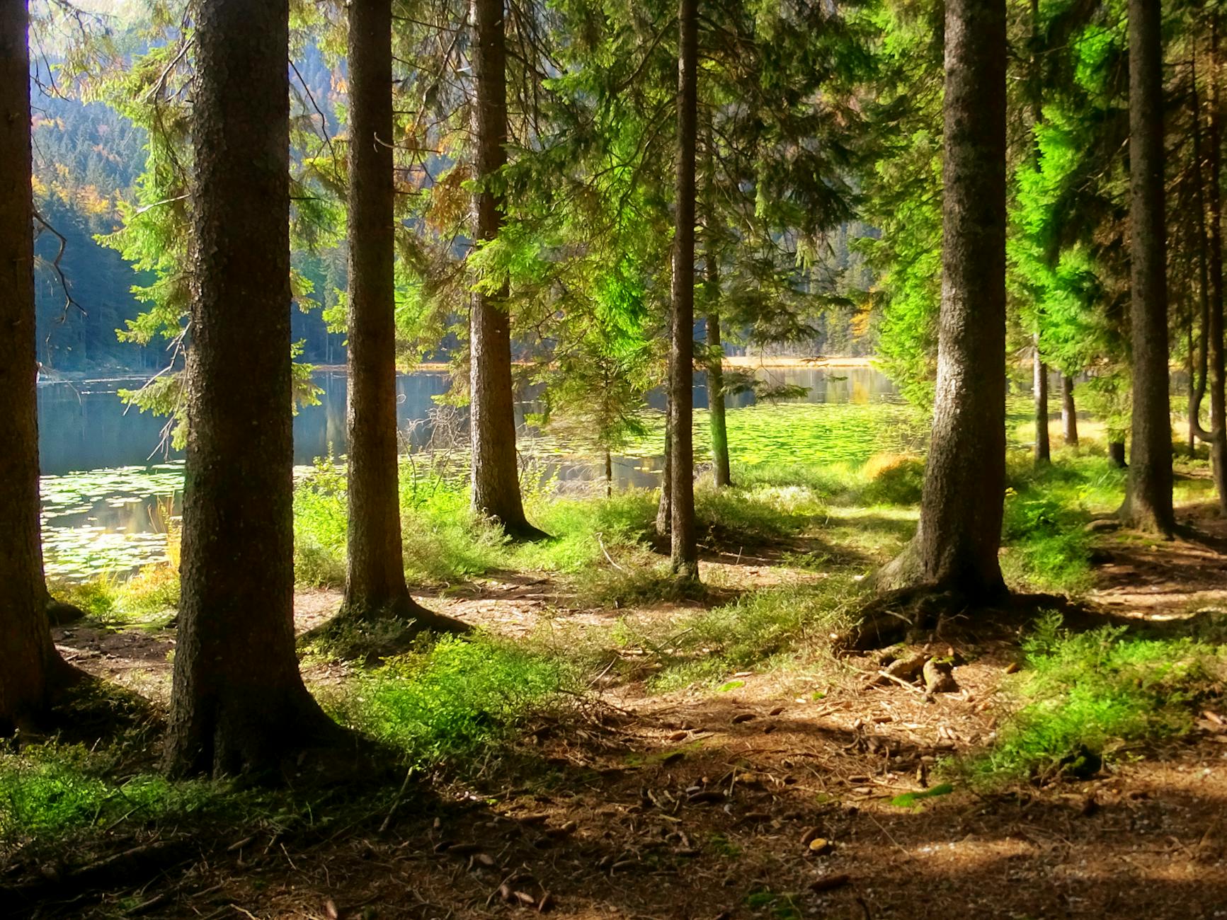 Leśna ścieżka nad brzegiem spokojnego jeziora w jesiennym słońcu