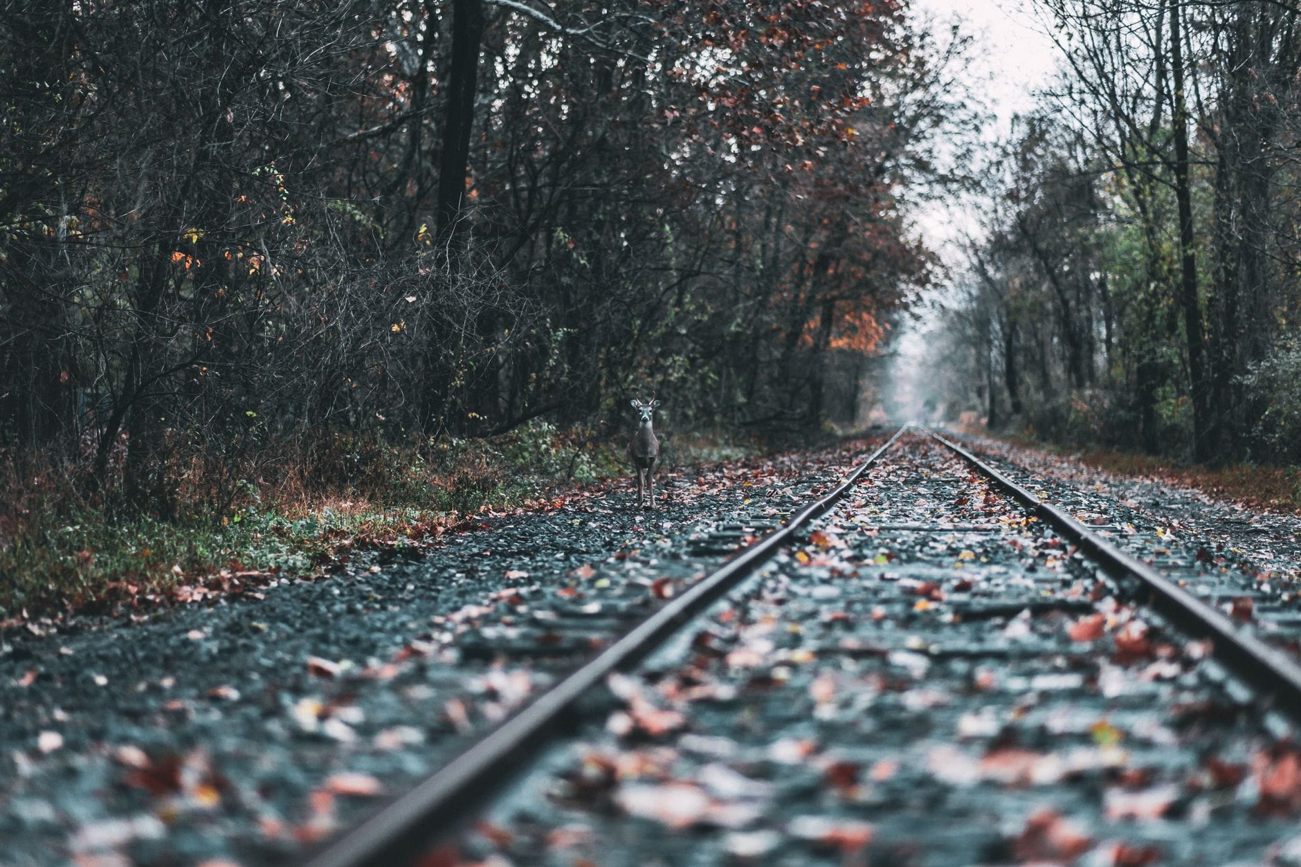 Jak rozpoznać tropy dzikich zwierząt w lasach pod Nowogardem Sarna stojąca na torach kolejowych w jesiennym lesie pod Nowogardem